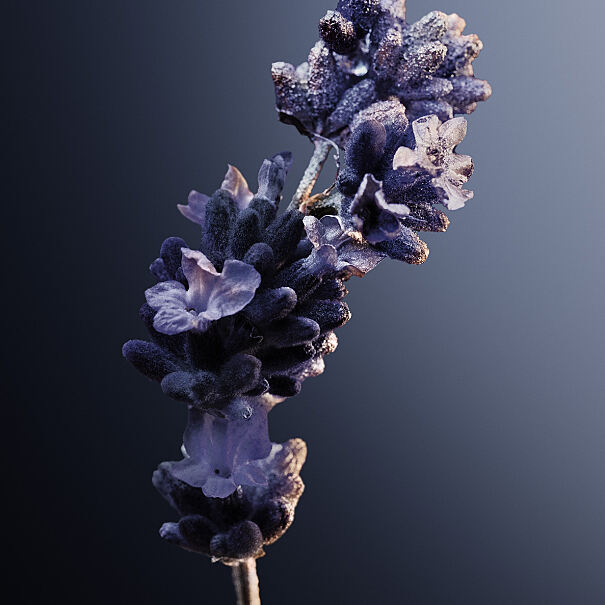 RABANNE_PHANTOM INTENSE_vivid lavender