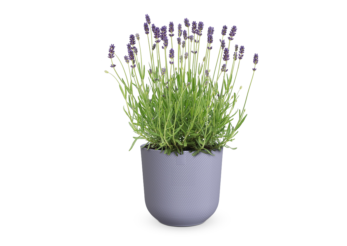 Salon Verde - Lavendel   14-cm-Topf (ohne Übertopf) EUR  3,59 