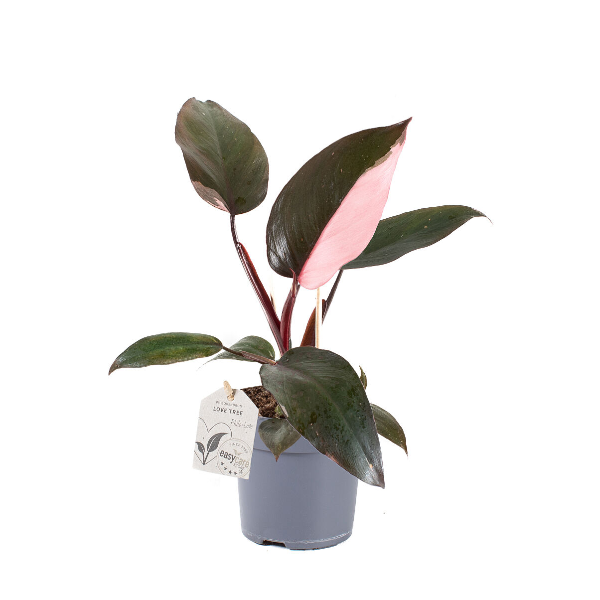 Salon Verde _Philodendron Pink Princess 11cm
