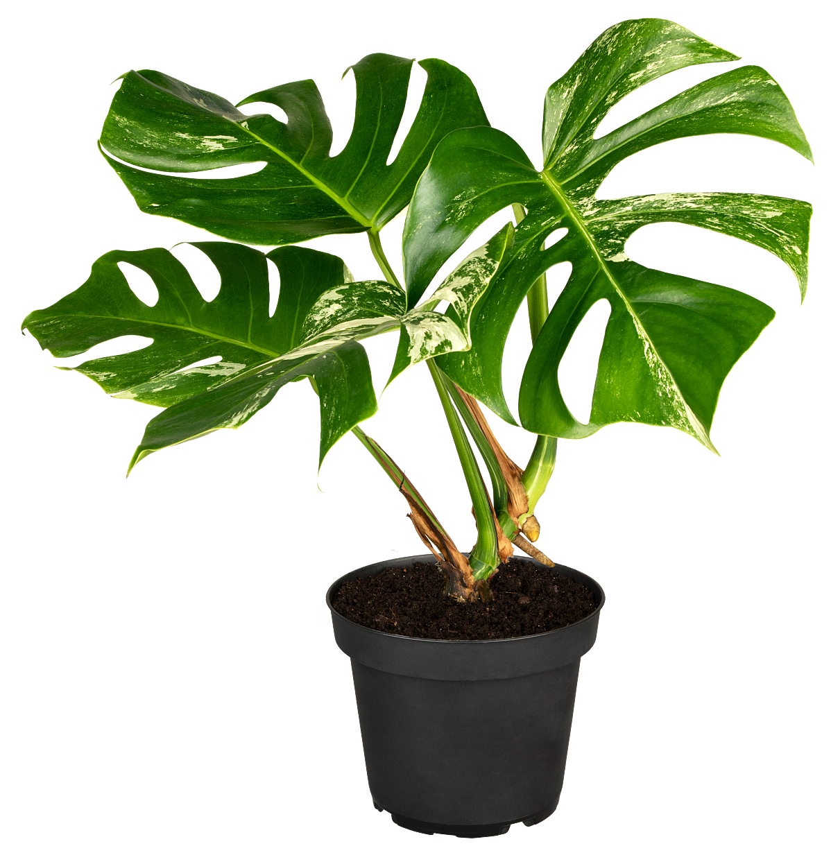 Salon Verde _Monstera deliciosa Variegata_ab EUR 9,99